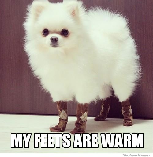 dog-wearing-socks